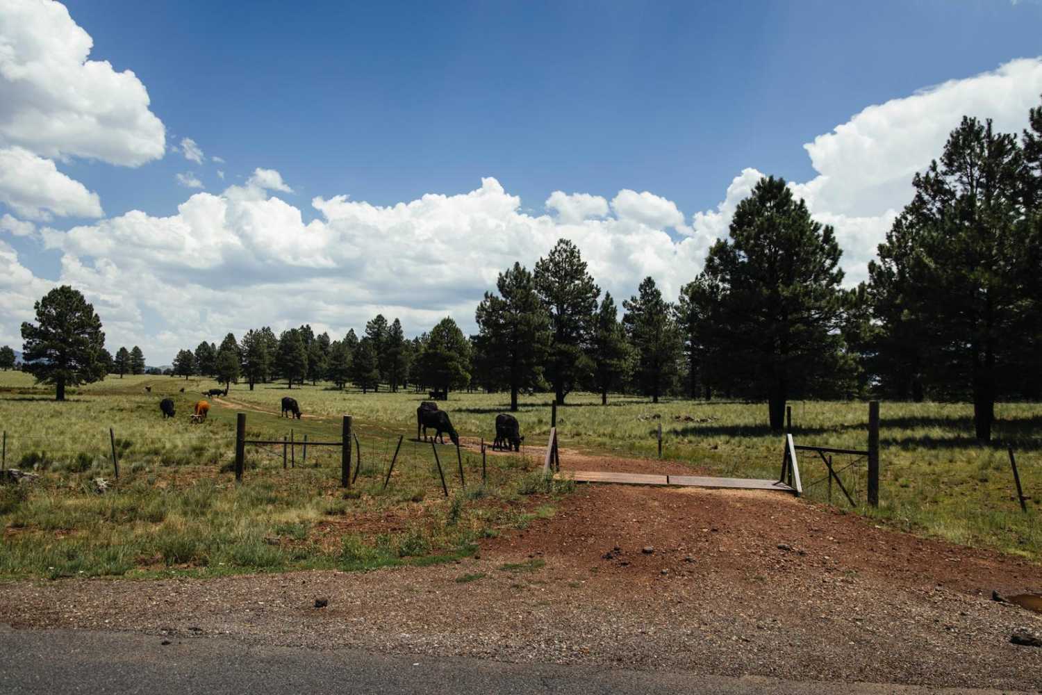 Cow Paradise