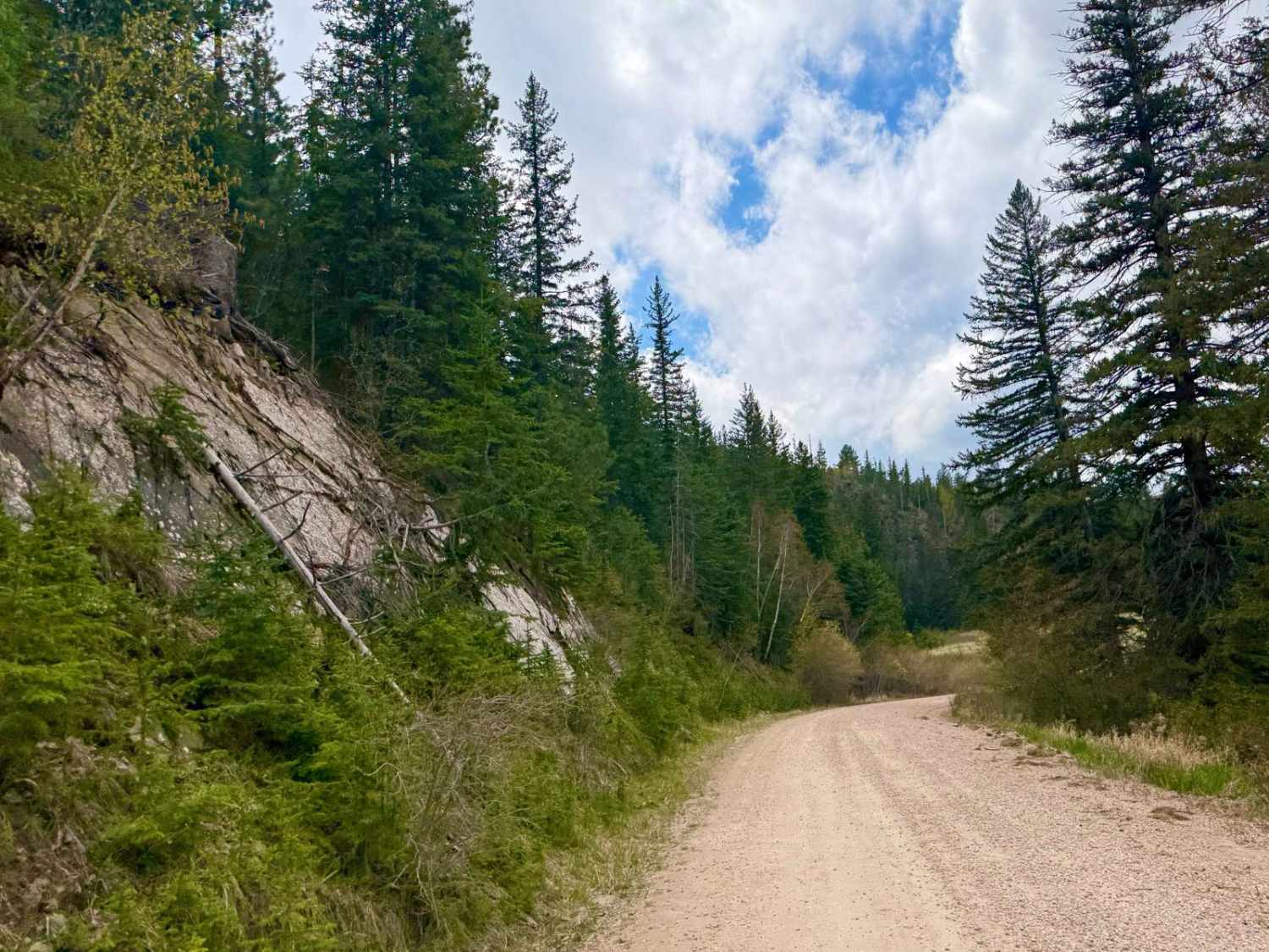 Spring Creek Road - FS 305