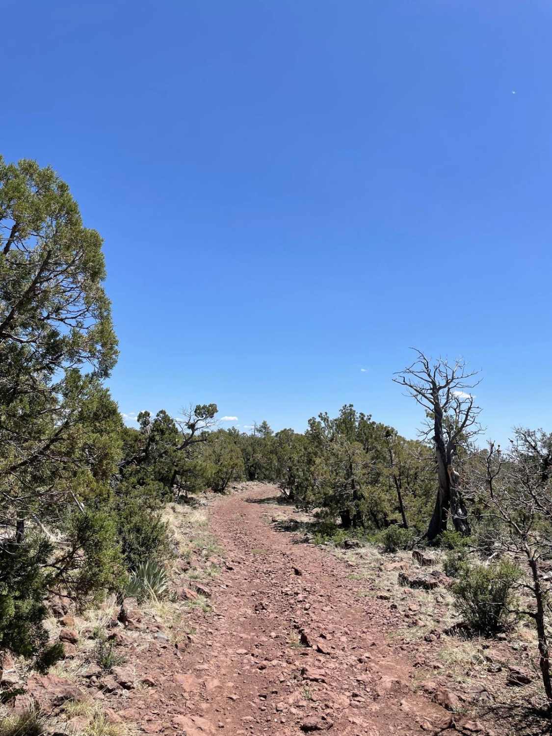 Big Bug Mesa 