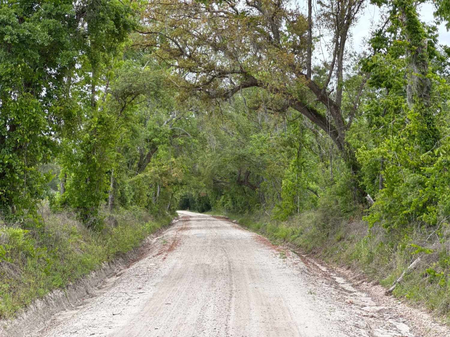 North East Needmore Road - Osceola NF