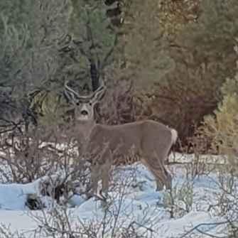 Big Buck Meadows Trail