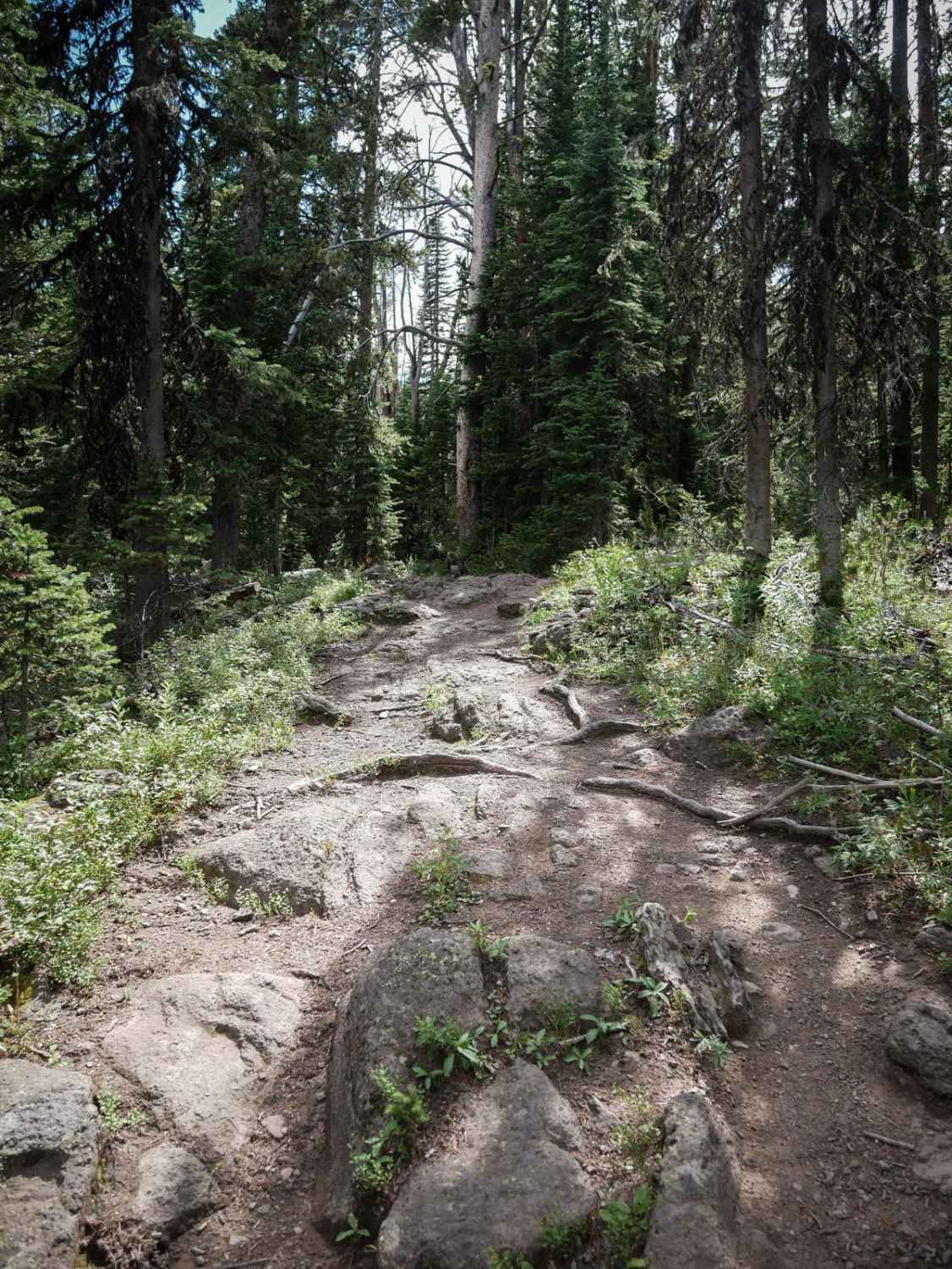 Golden Trout Lakes #83 