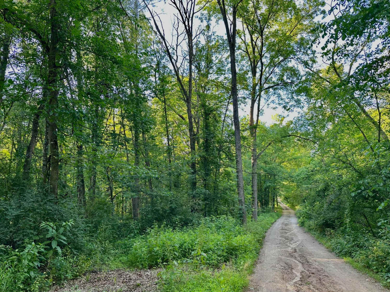 Montcalm Ave Northeast Trail