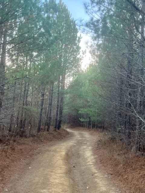 Coalmont Trail 11 Green