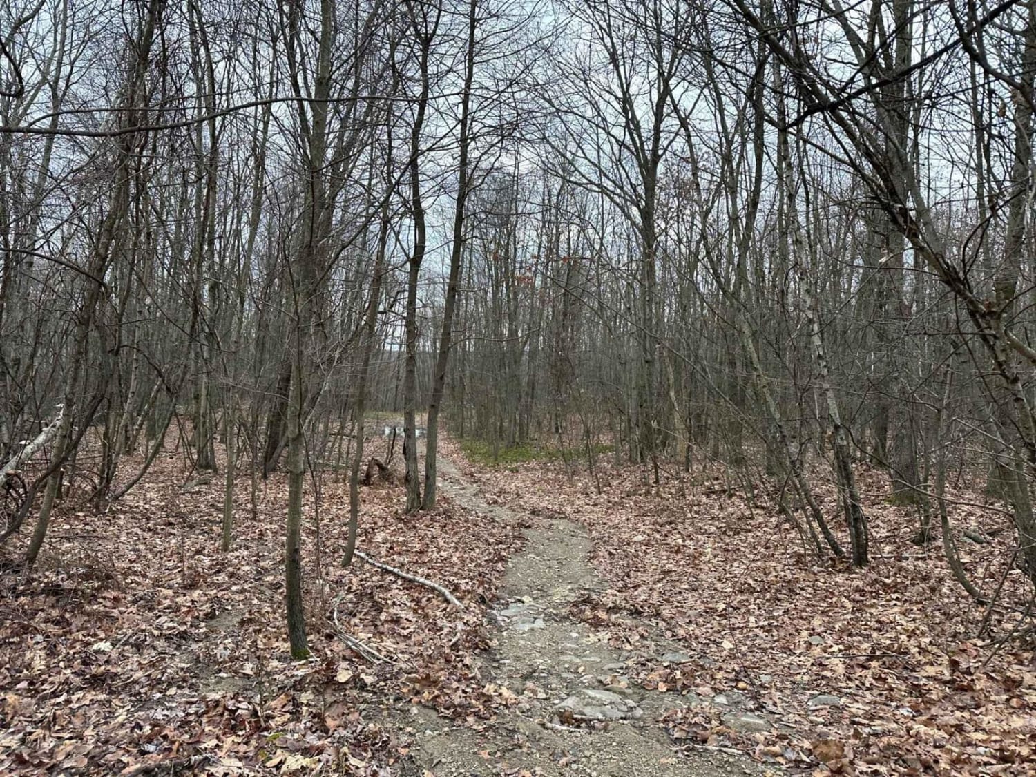 Locust Gap 62