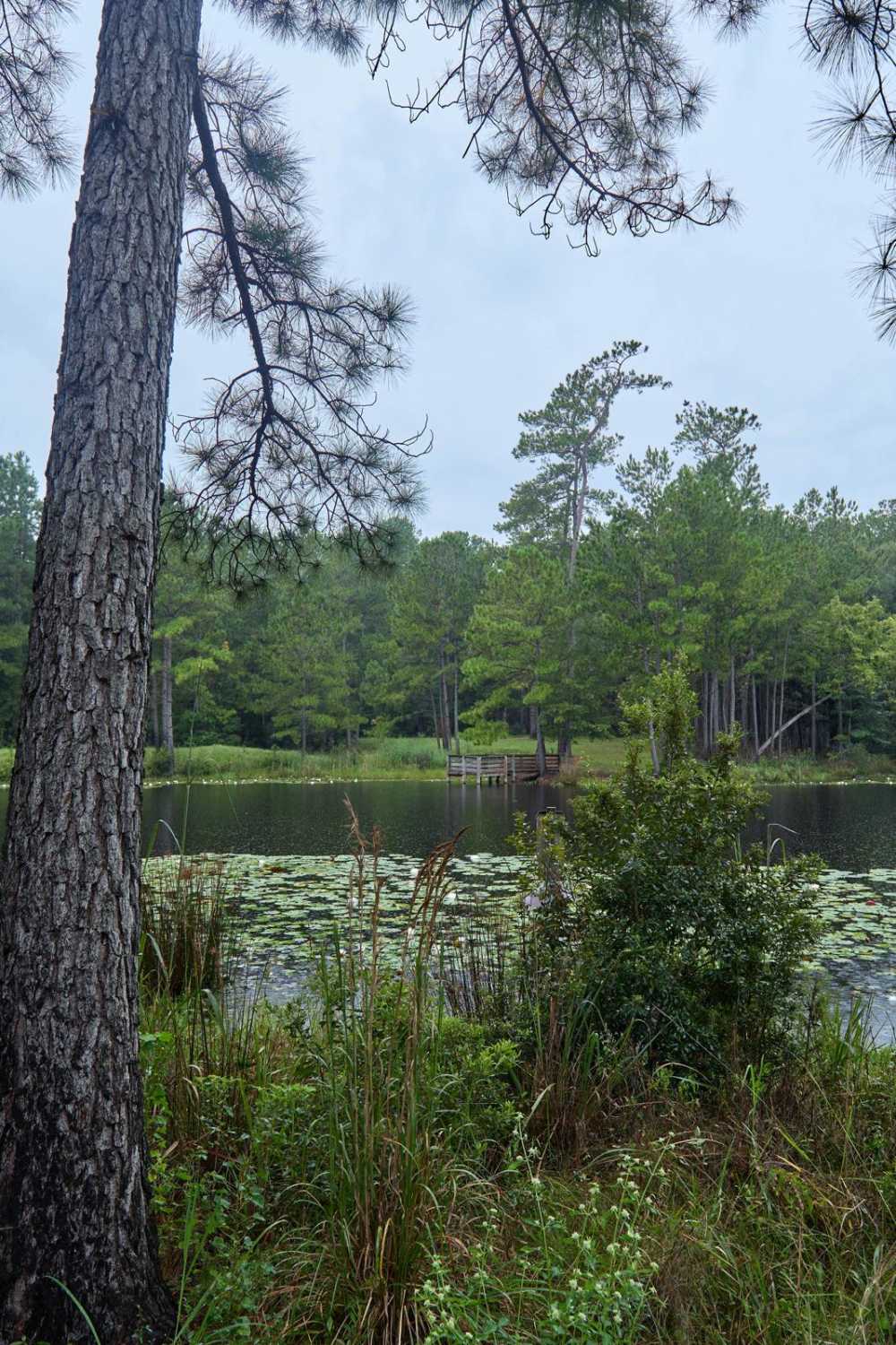 Bonneau Ferry WMA - Pond Recreation Area