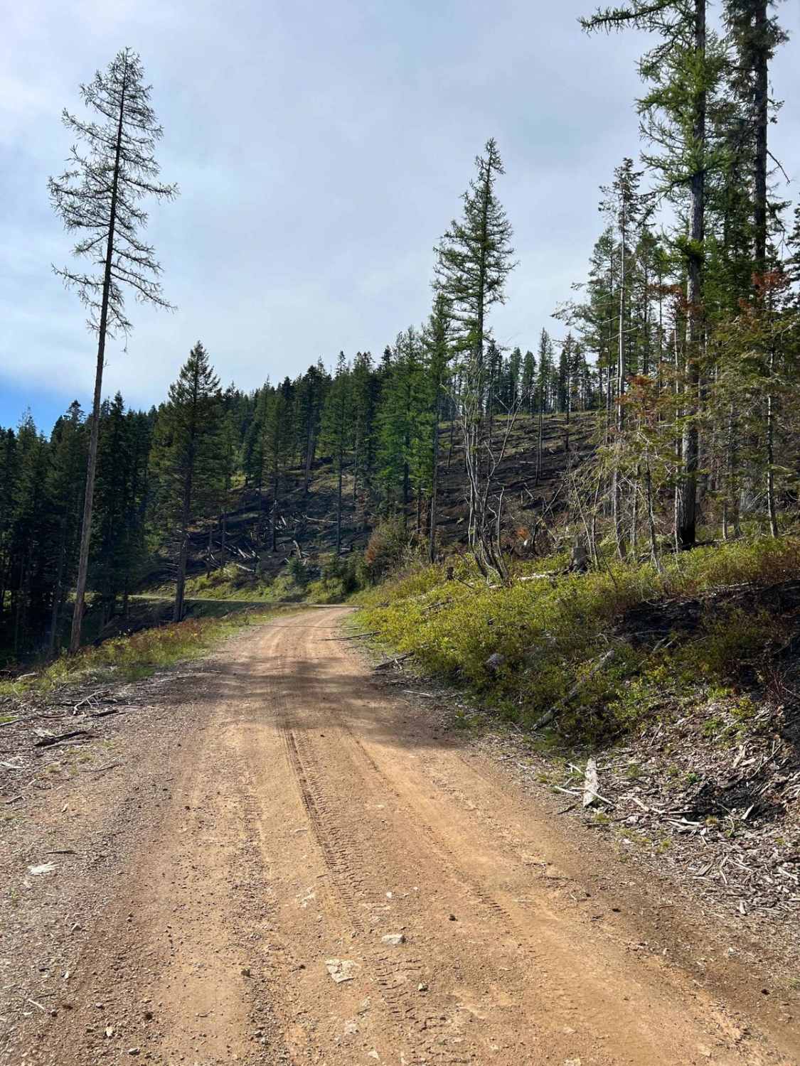 Canyon Fork Creek Road