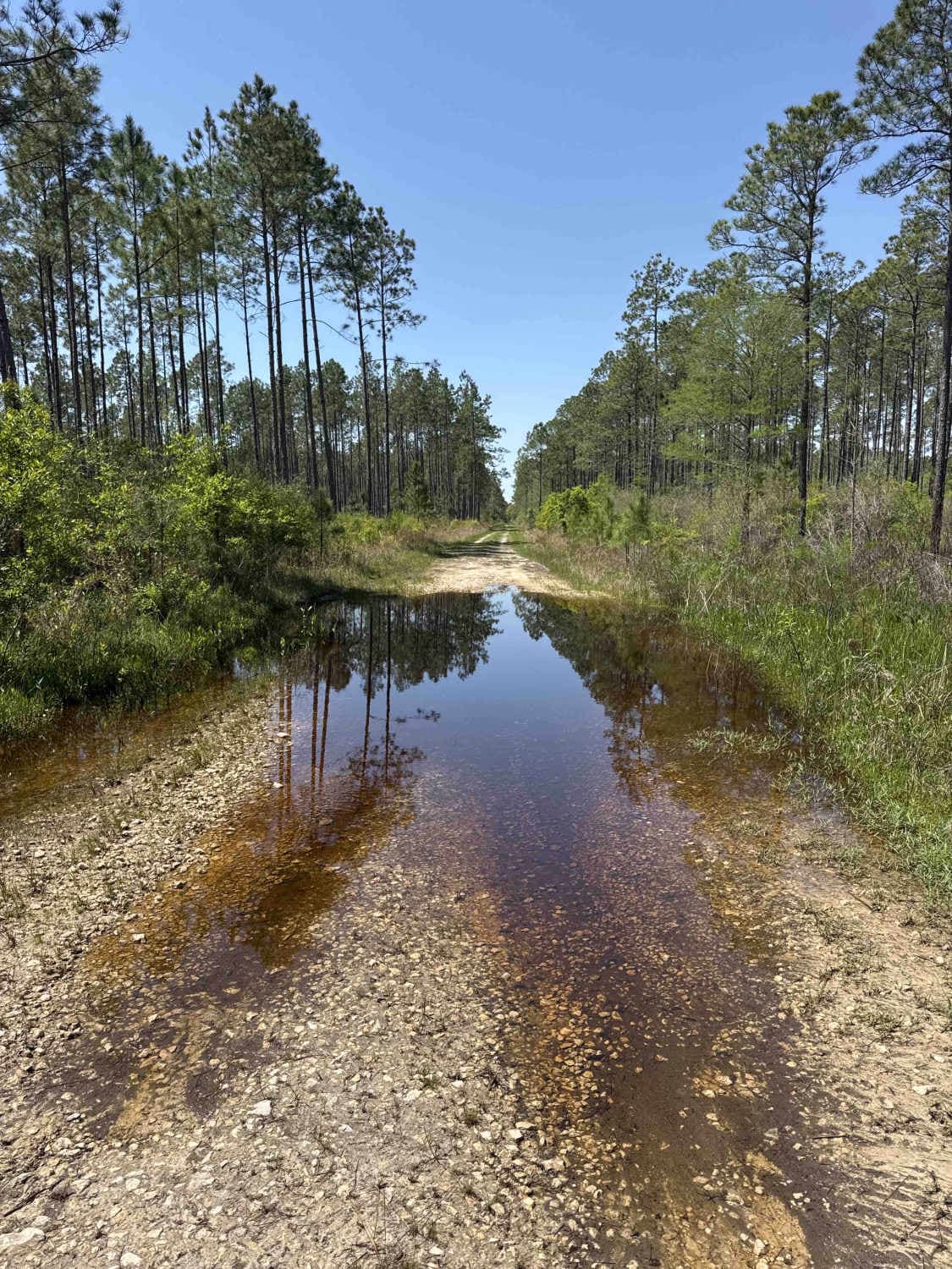 Grade 15 - Aucilla WMA