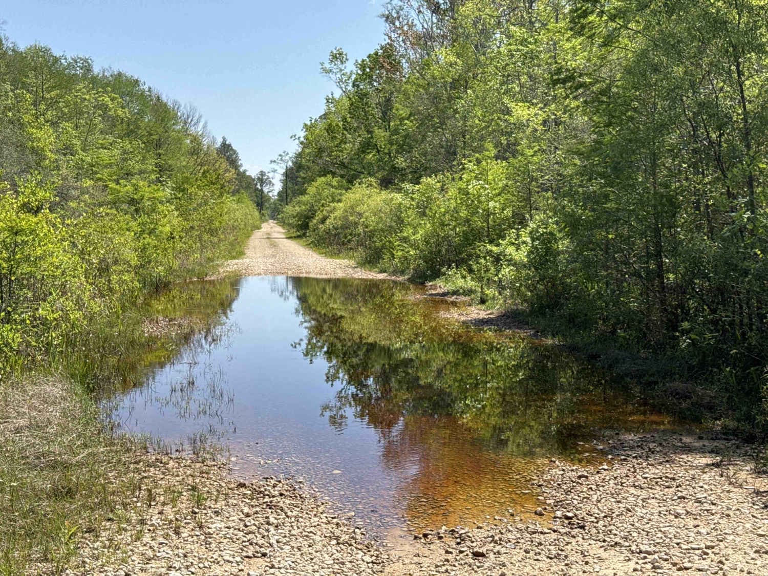 Grade 19.5 - Aucilla WMA