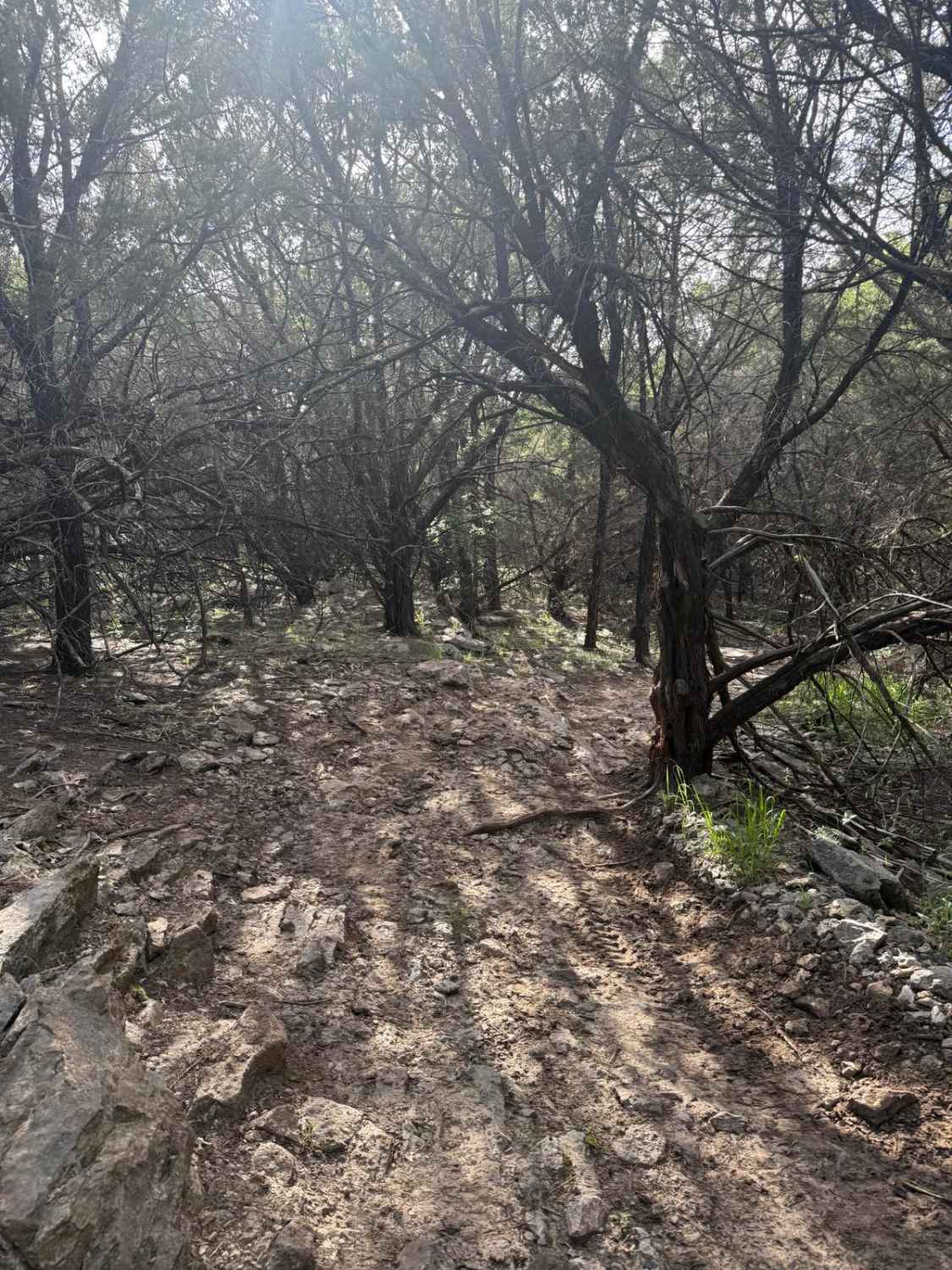 Twisted Timber