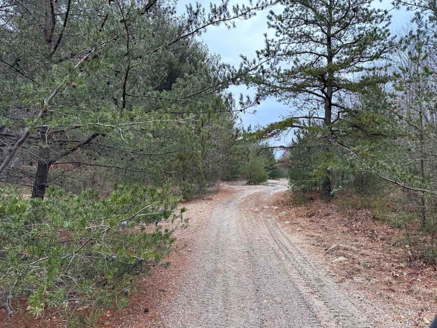 Locust Gap 54