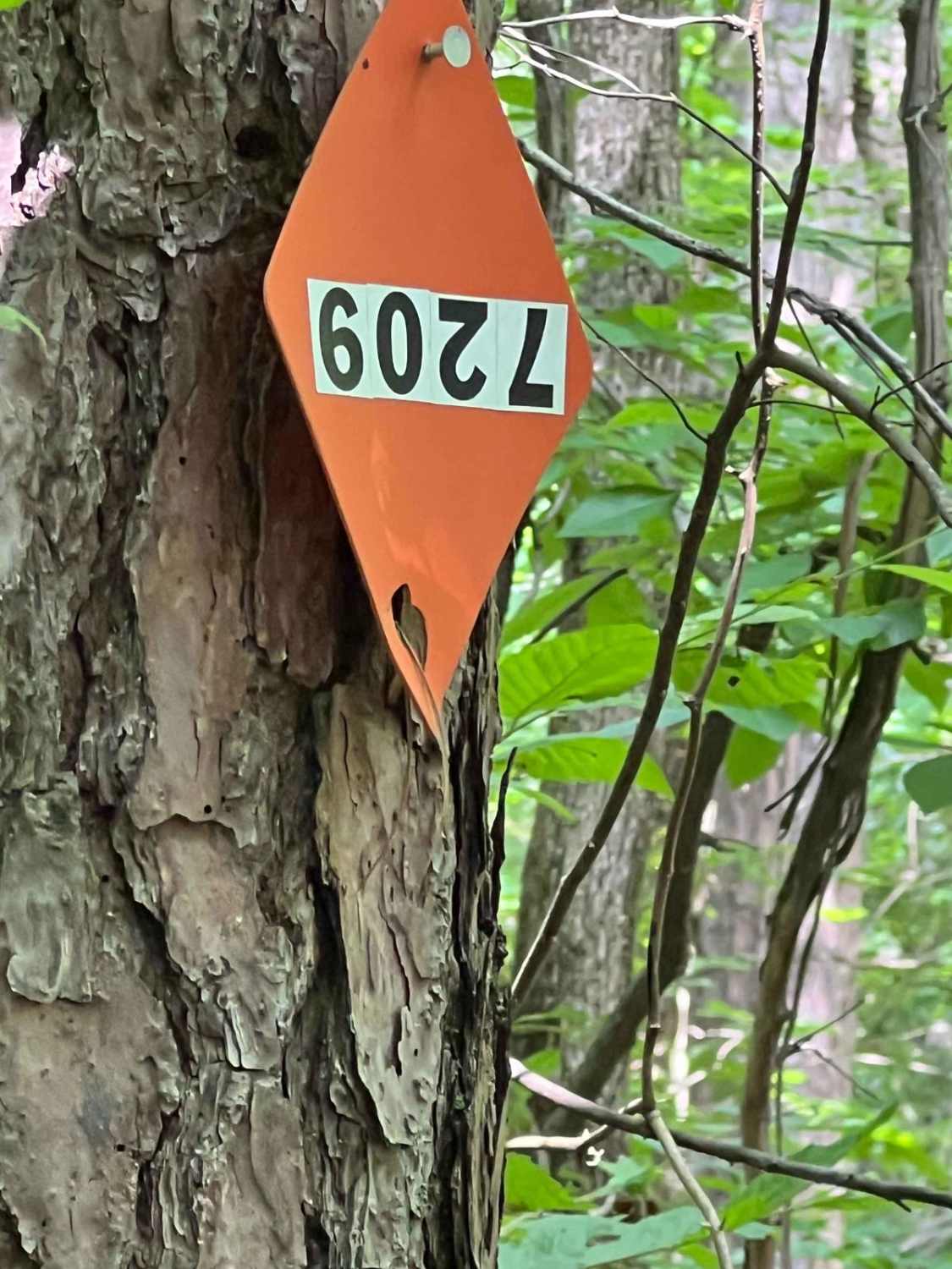 Turkey Bay OHV 7209