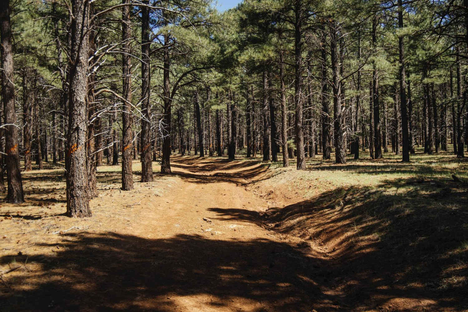 Wooded Trail