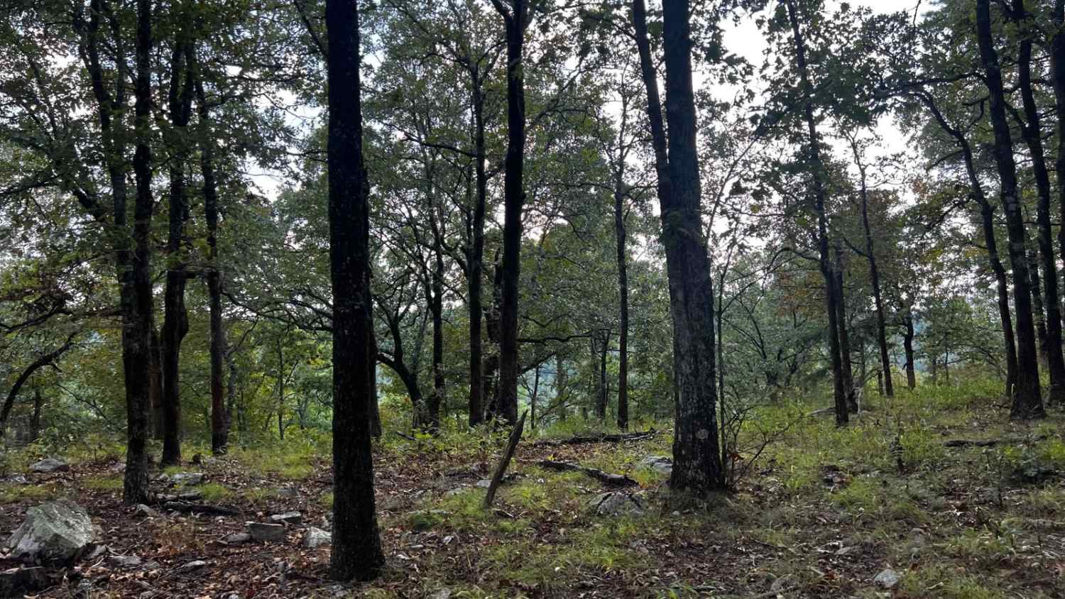 Bill's Branch Road