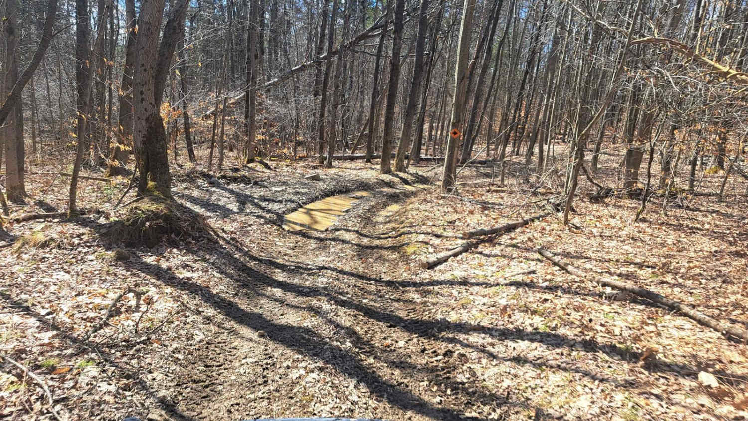 Red Wood
