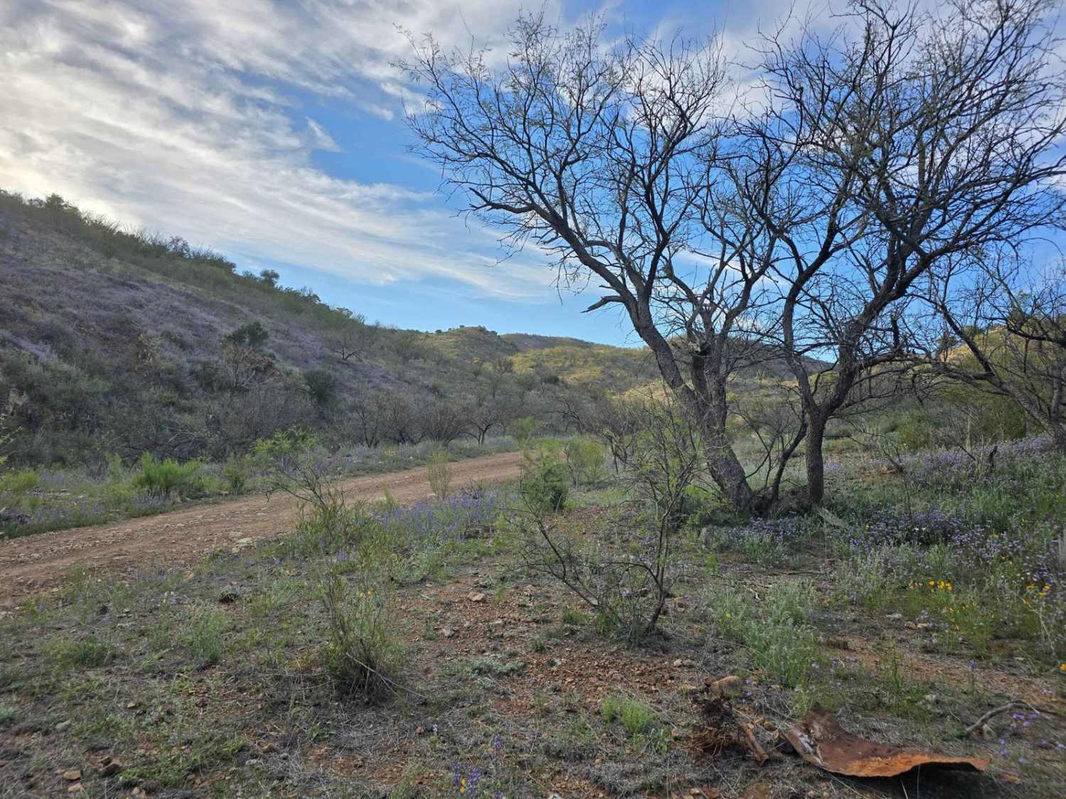 California Gulch Forest Road 217