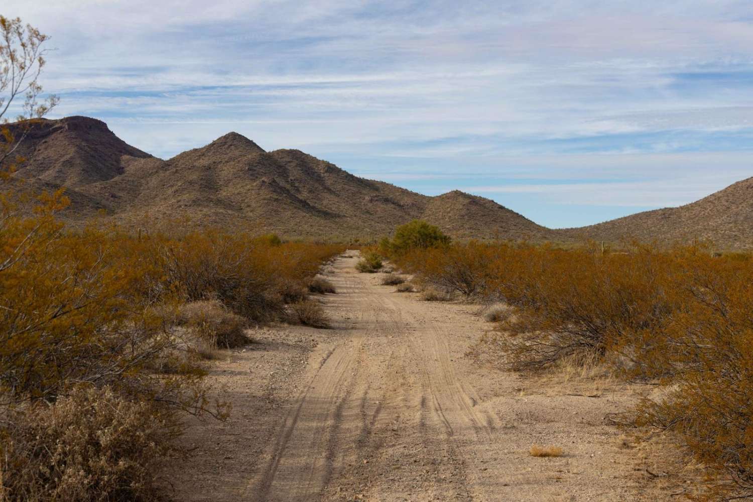 Creosotes Revenge