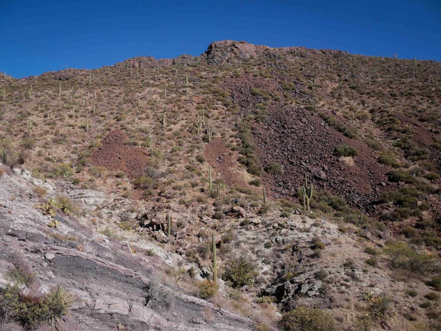 Big Reef Mill Singletrack  