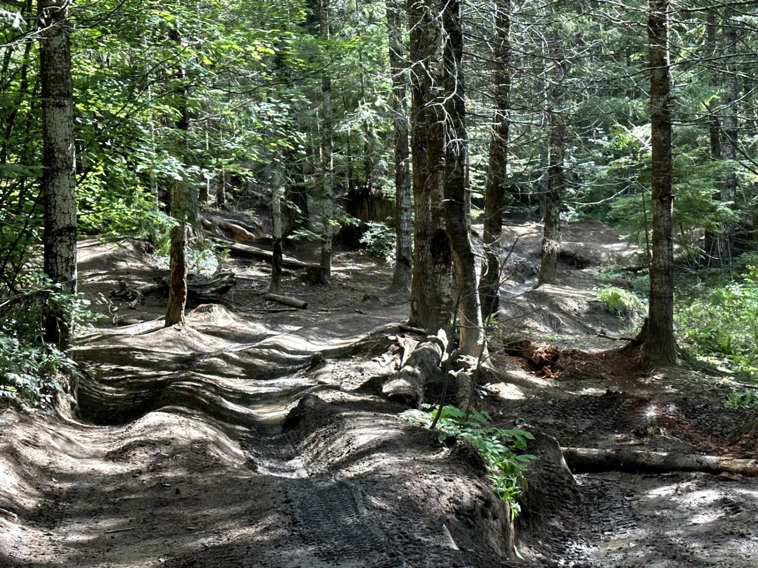 Alder Loop Trail