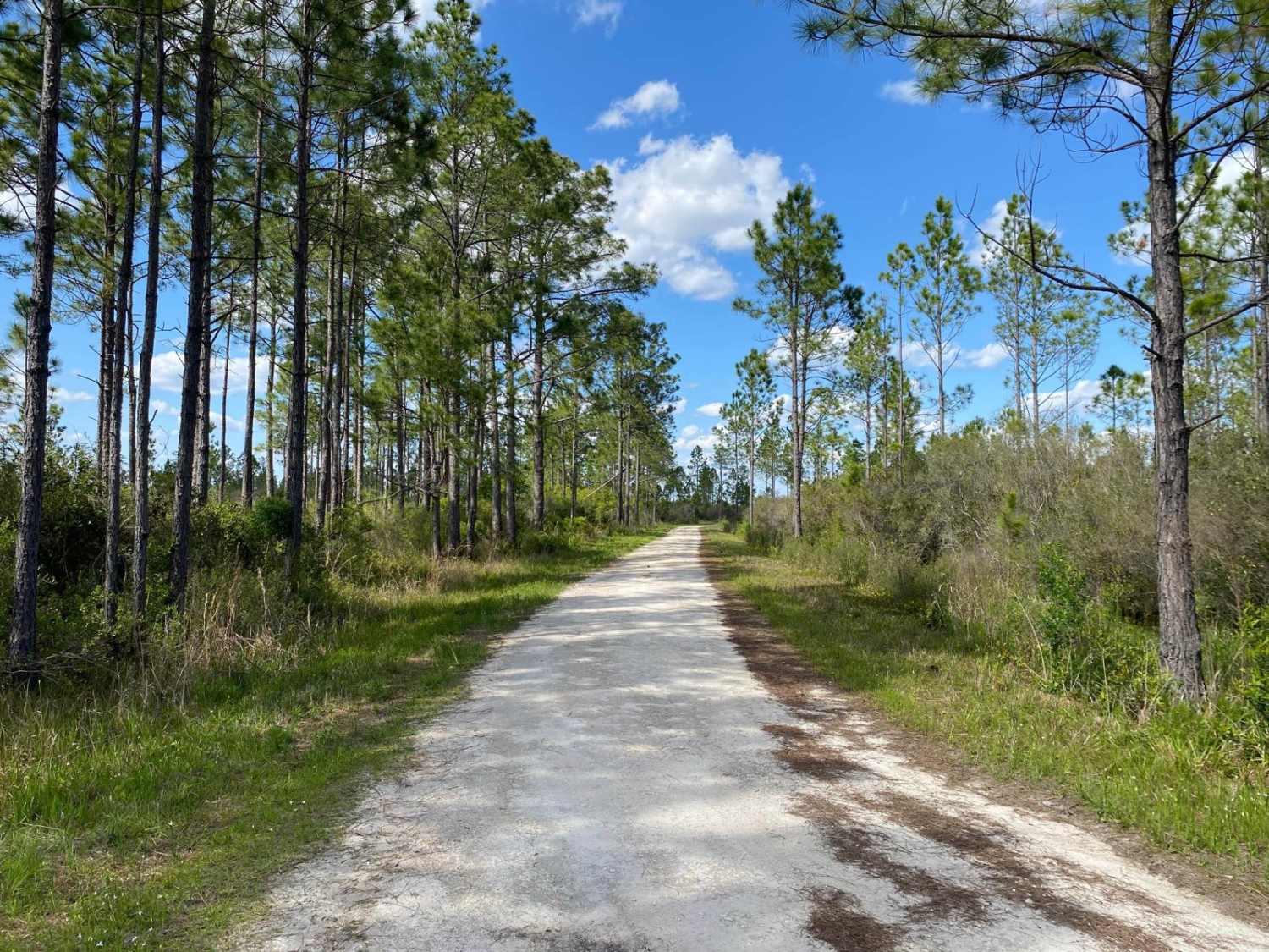 Lost Dog Road