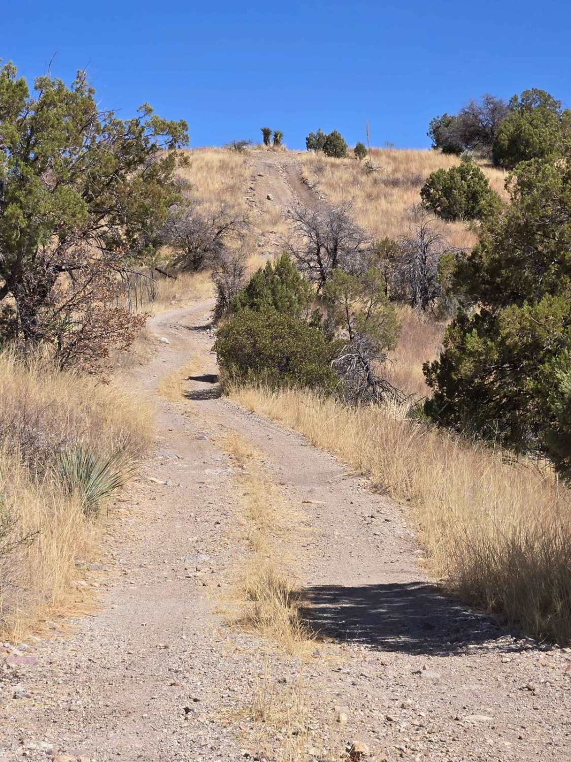 Hog Ridge - Trail 4859