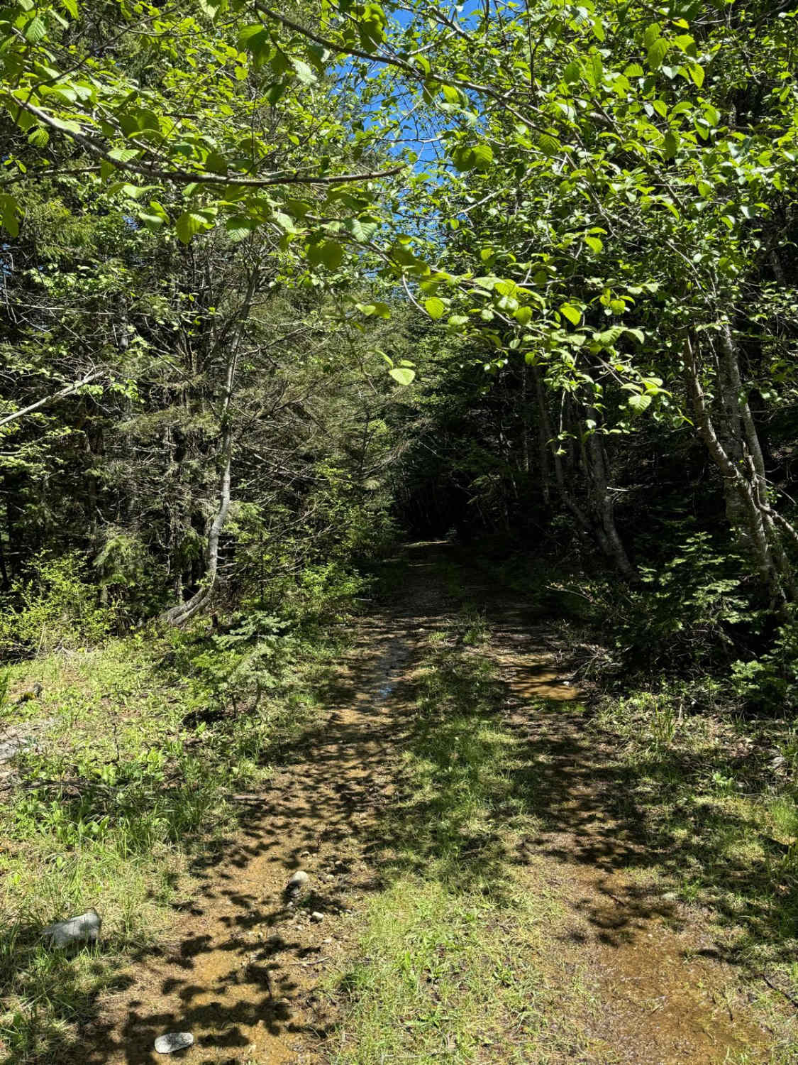 Gumboot Mountain Trail