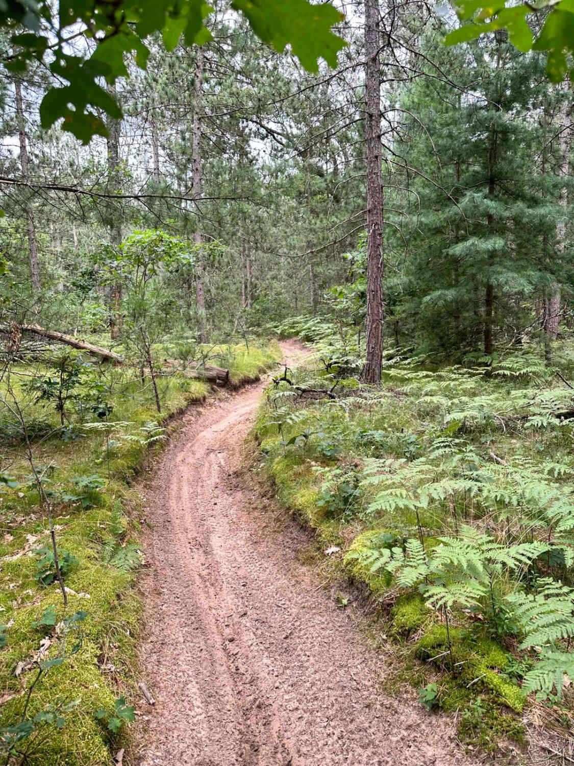 Little Manistee/Lincoln Hills Connector - Motorcycle Trail