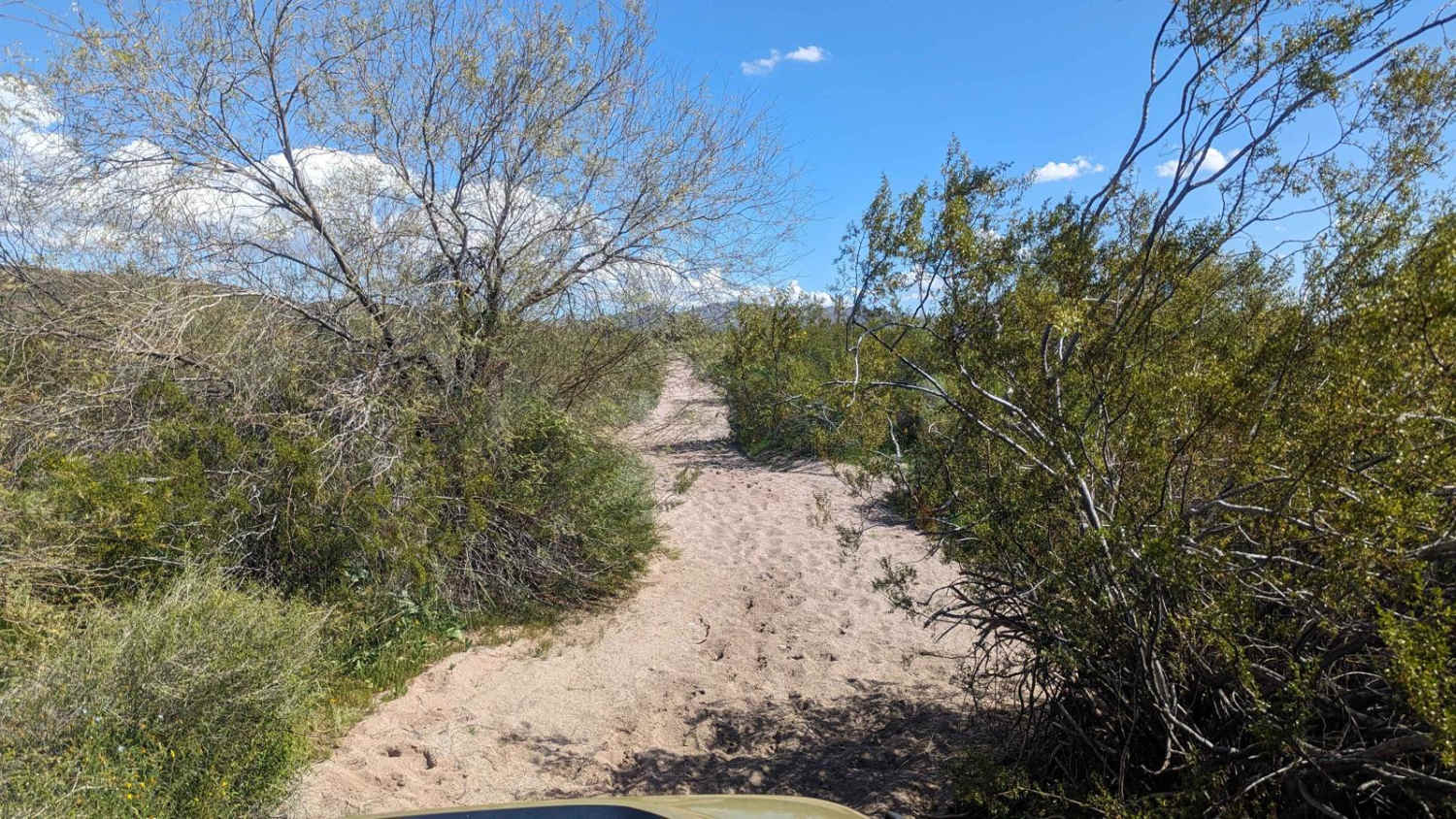Cattle Cactus Crawl