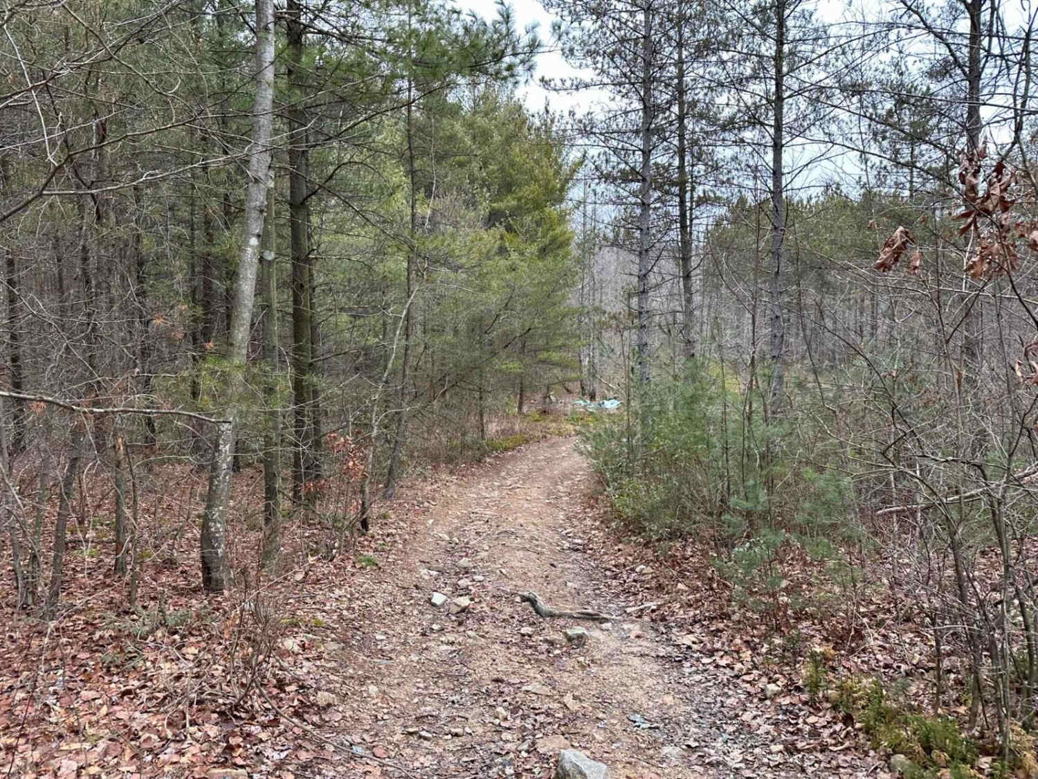 Locust Gap 23