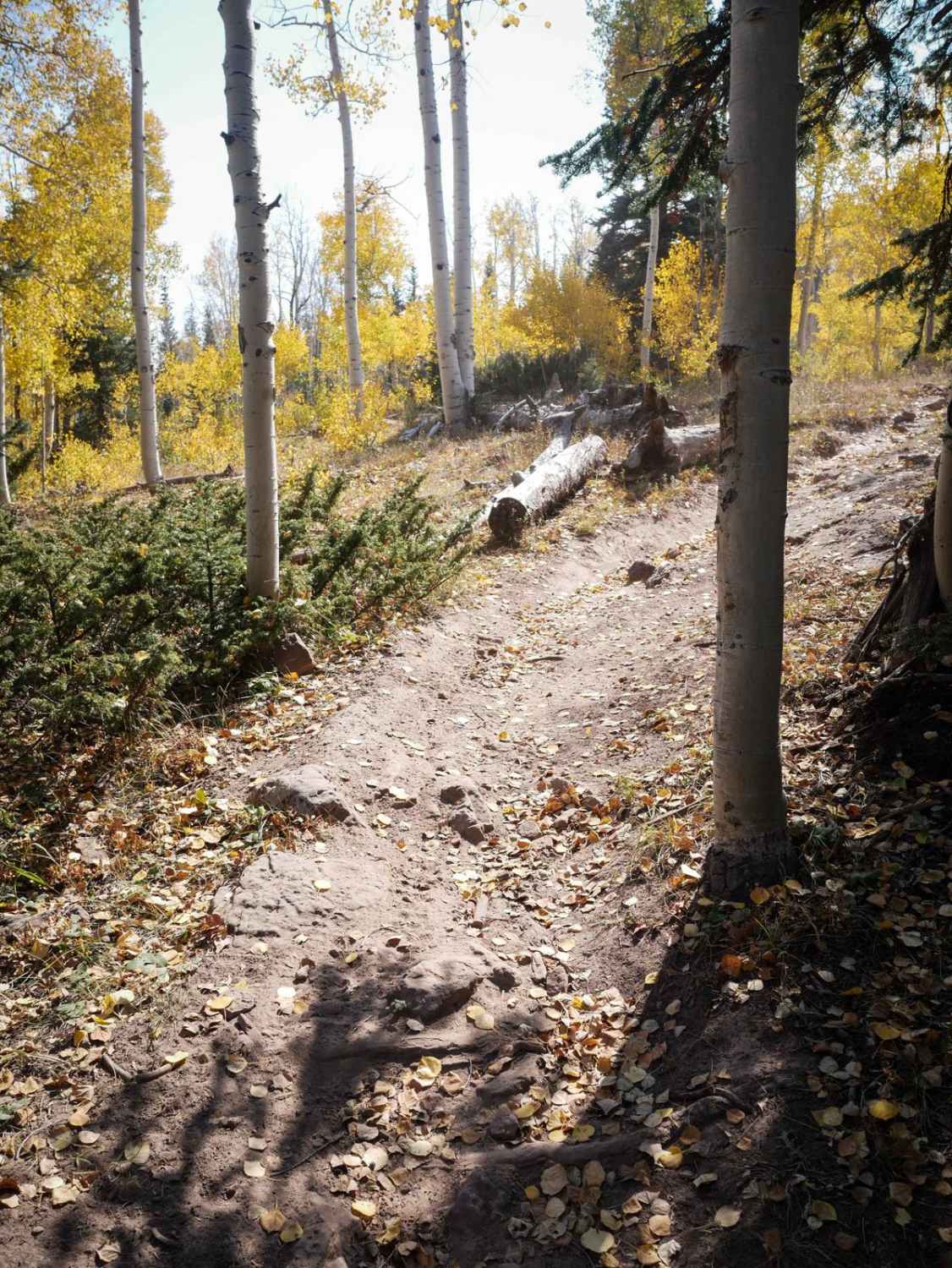 Forest Fence