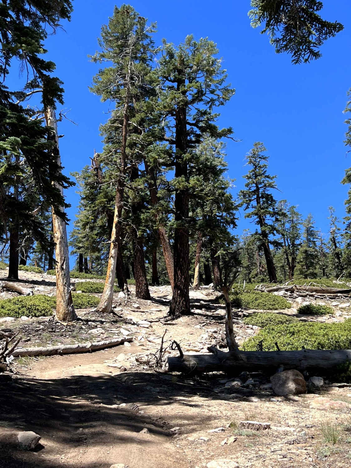 Old Sherman Pass 4x4 Jeep Trail - Continued