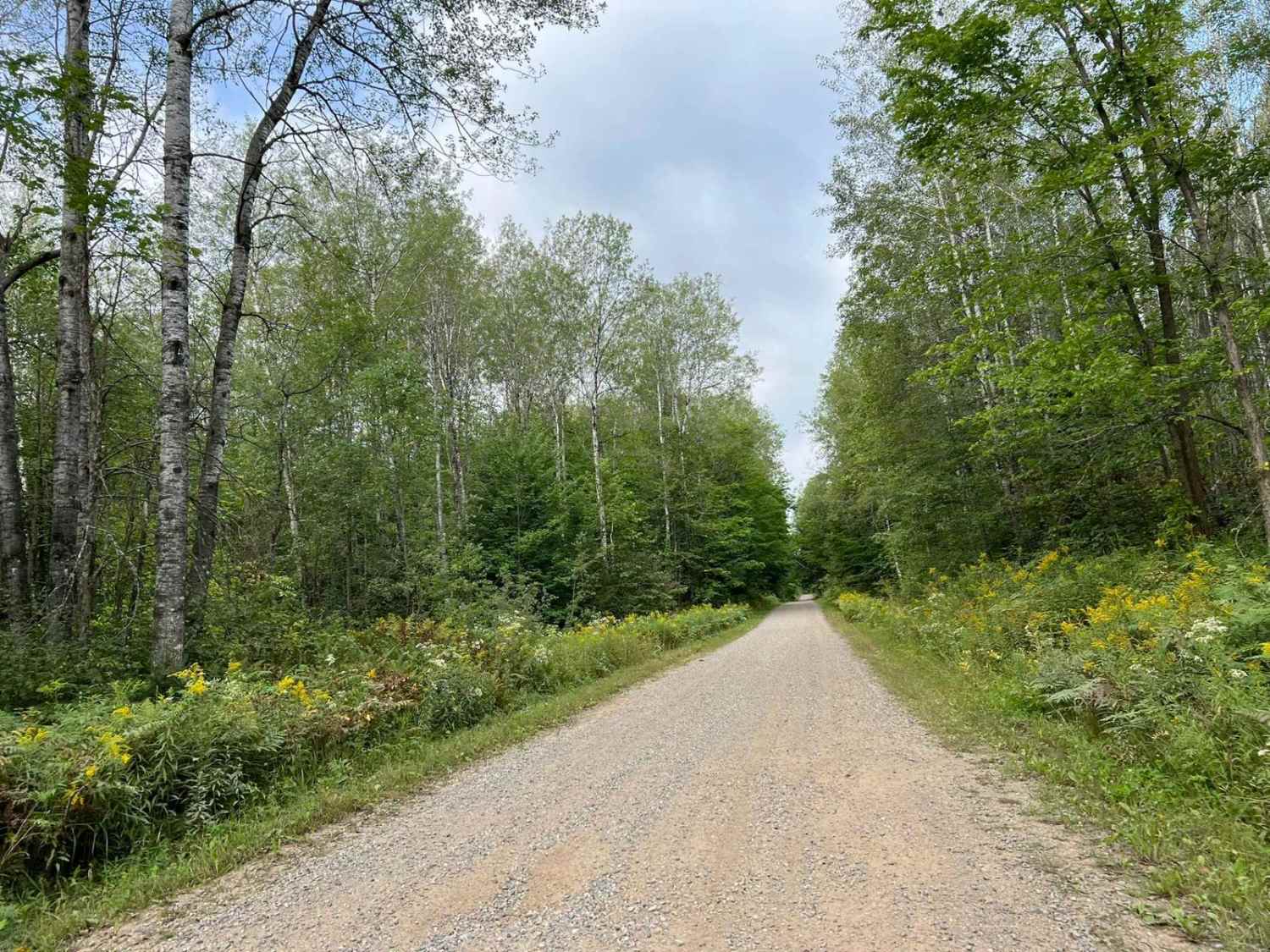 Camp 1 Road - FS 2361