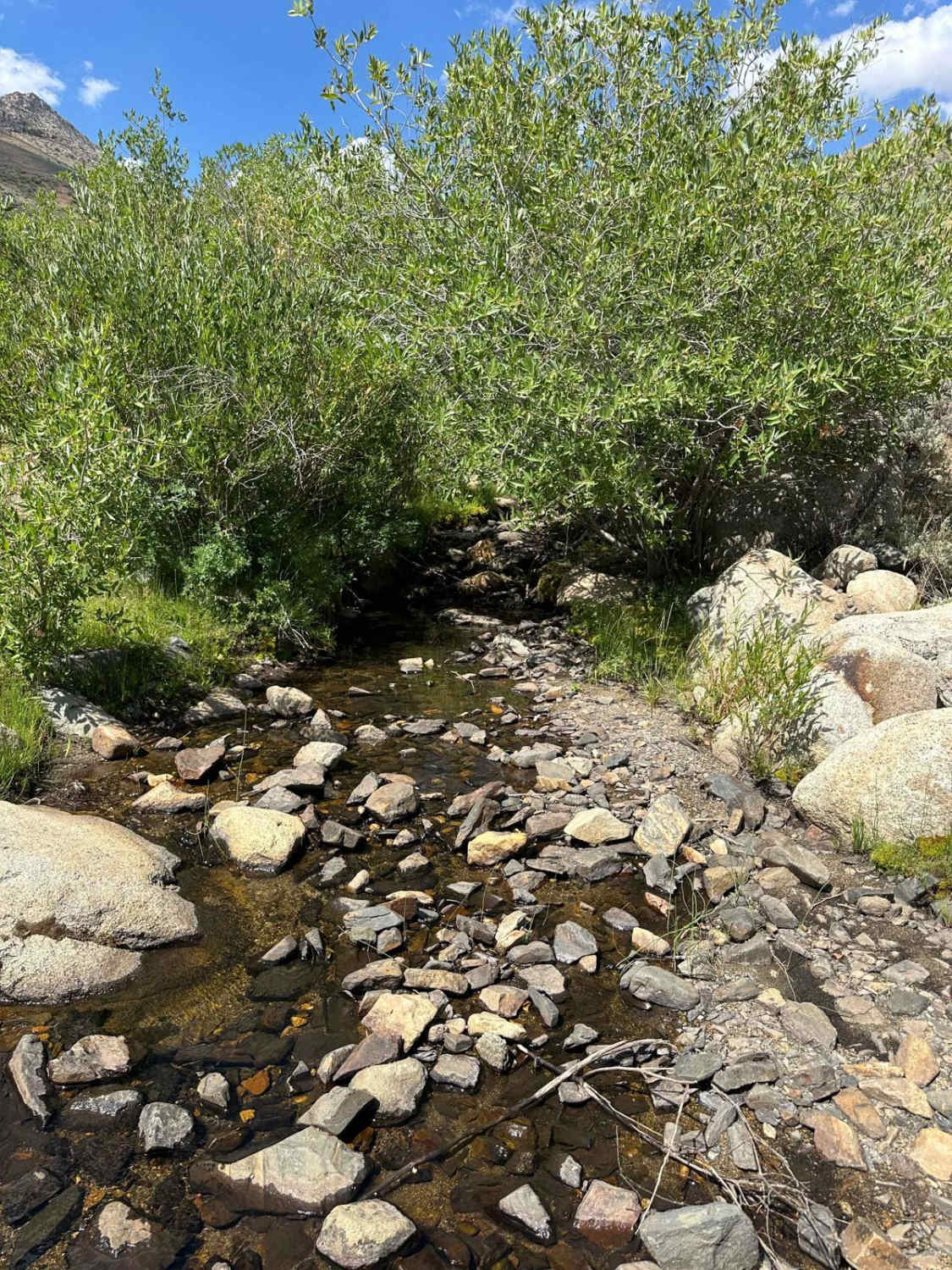 Abel Creek