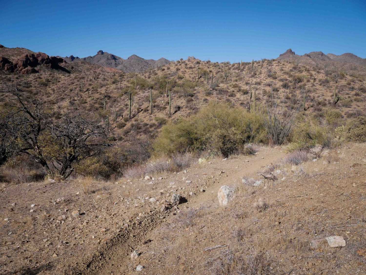 Desert Singletrack 