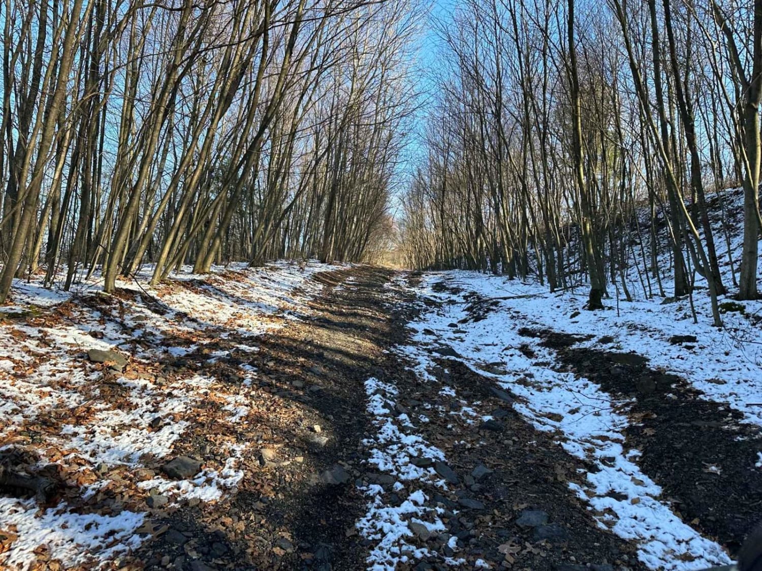 Locust Gap 75