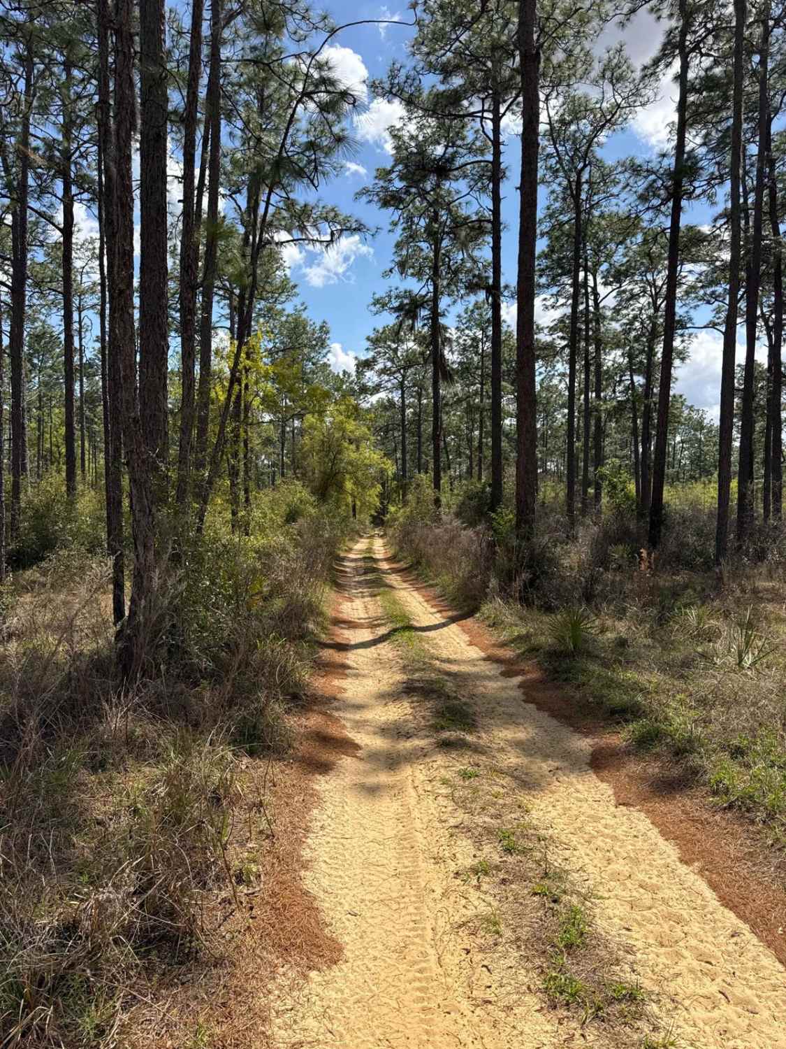 Ocala National Forest 316-7.1