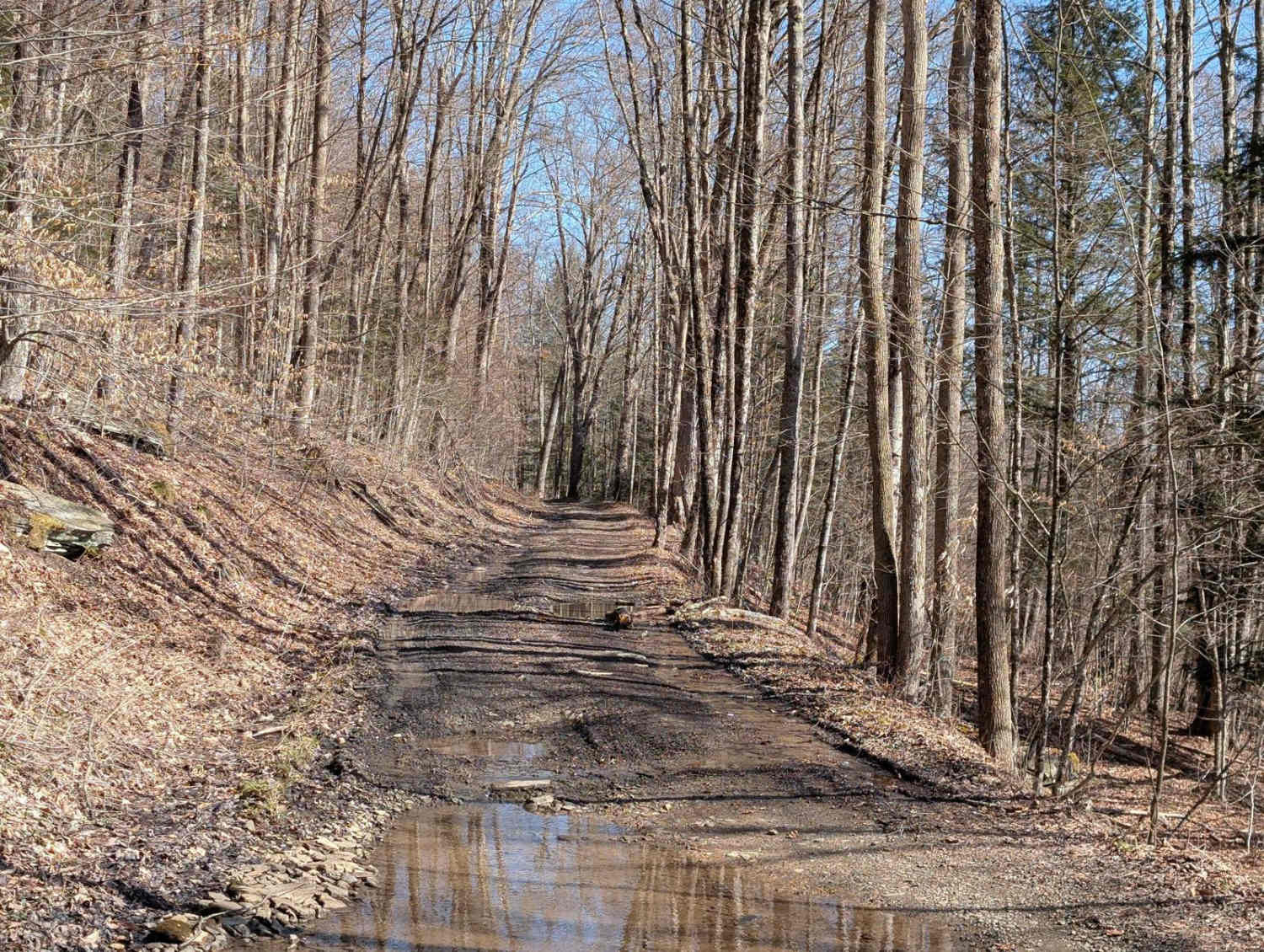 Salt Springs Road