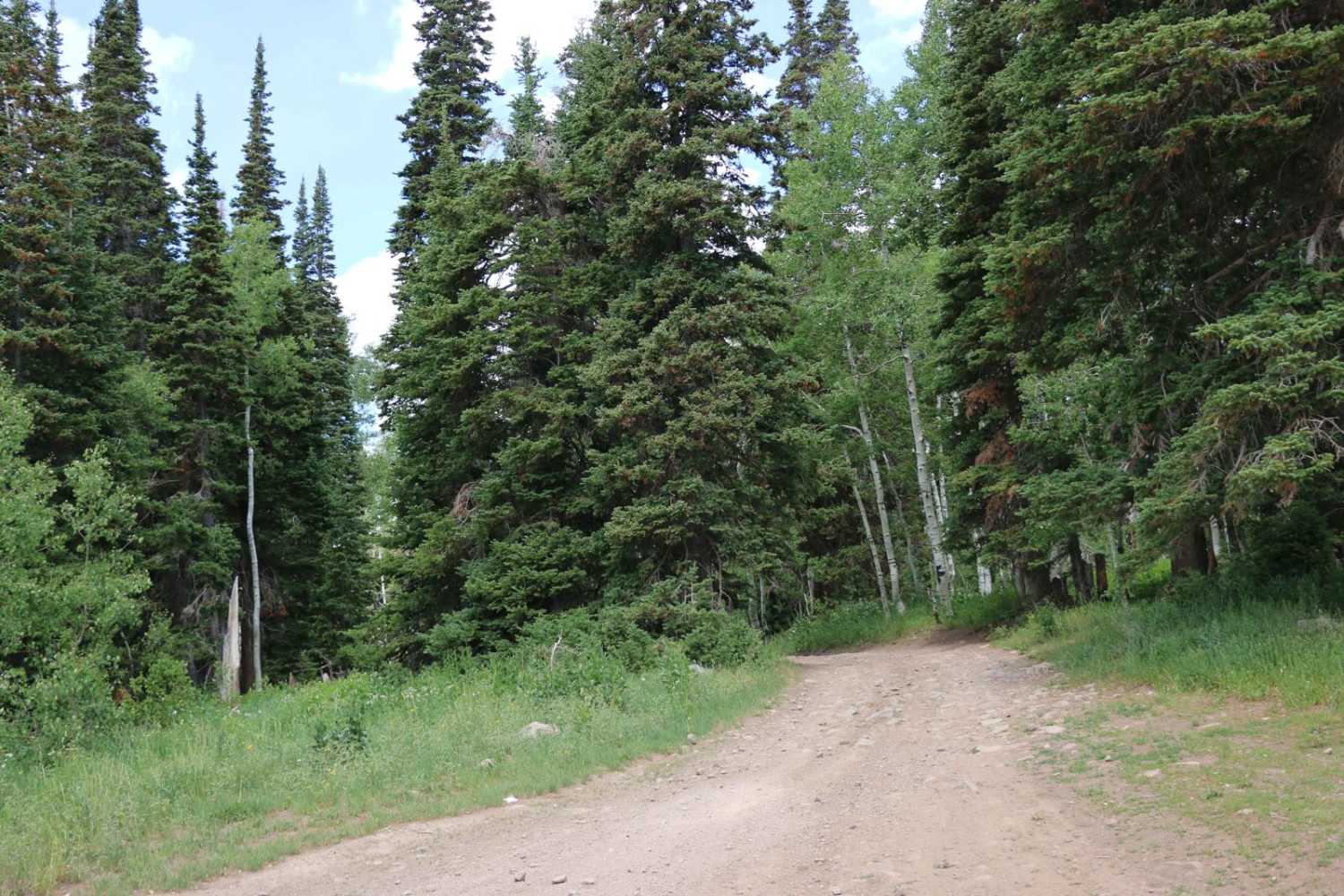 Heber Mountain - FS 70096