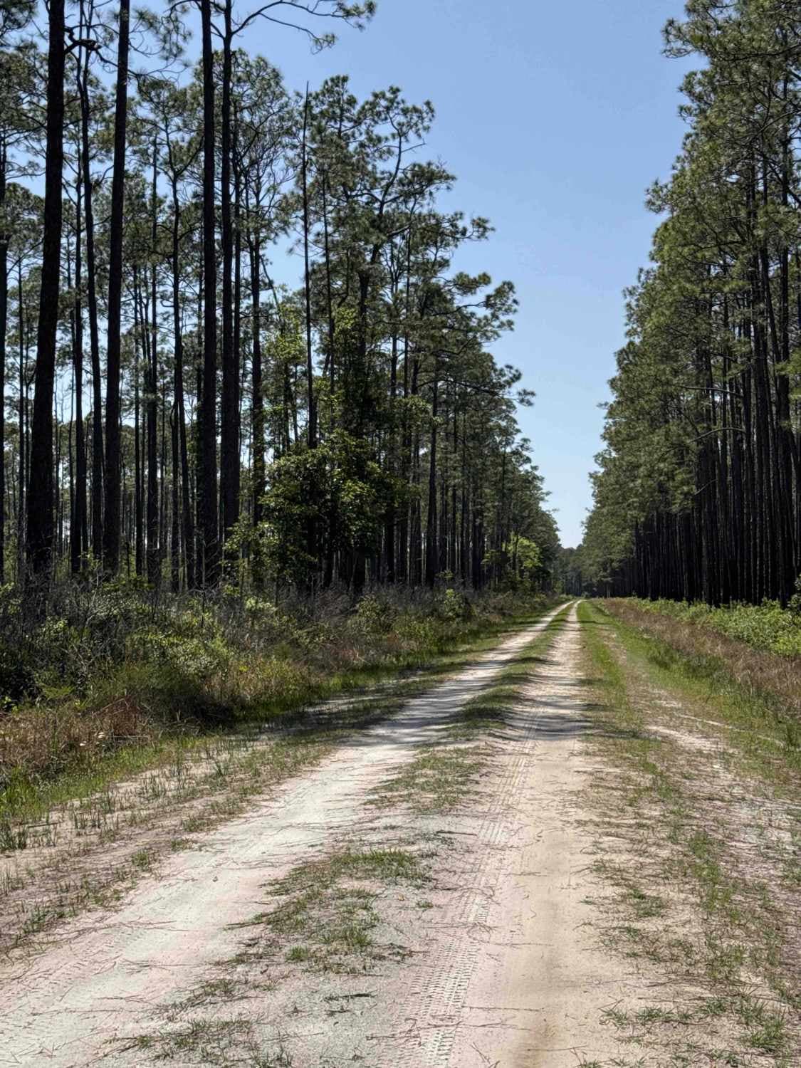Natural Area - Osceola NF 277