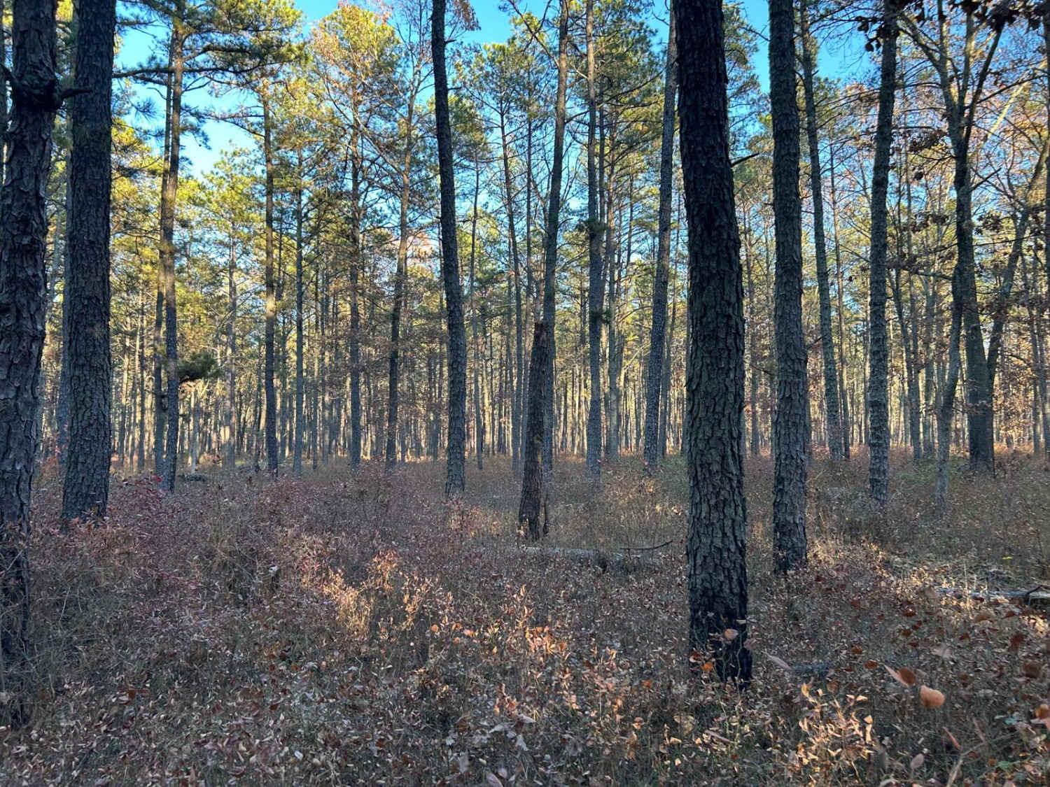 Lee's Trail