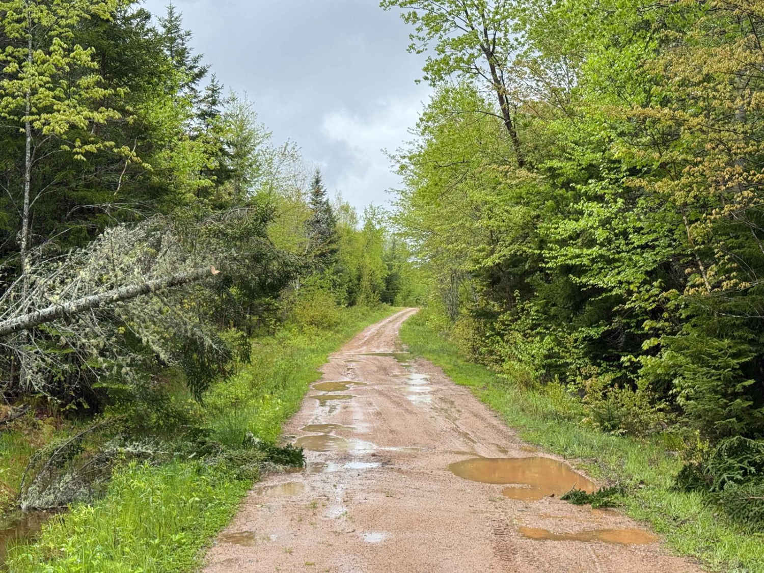 Sweet Road