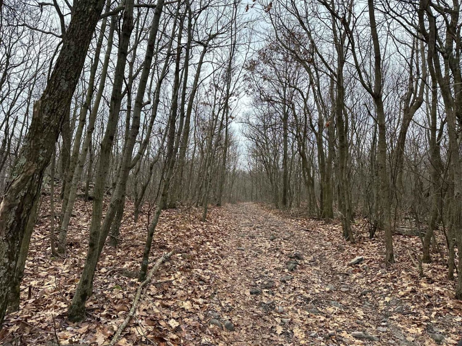 Locust Gap 66