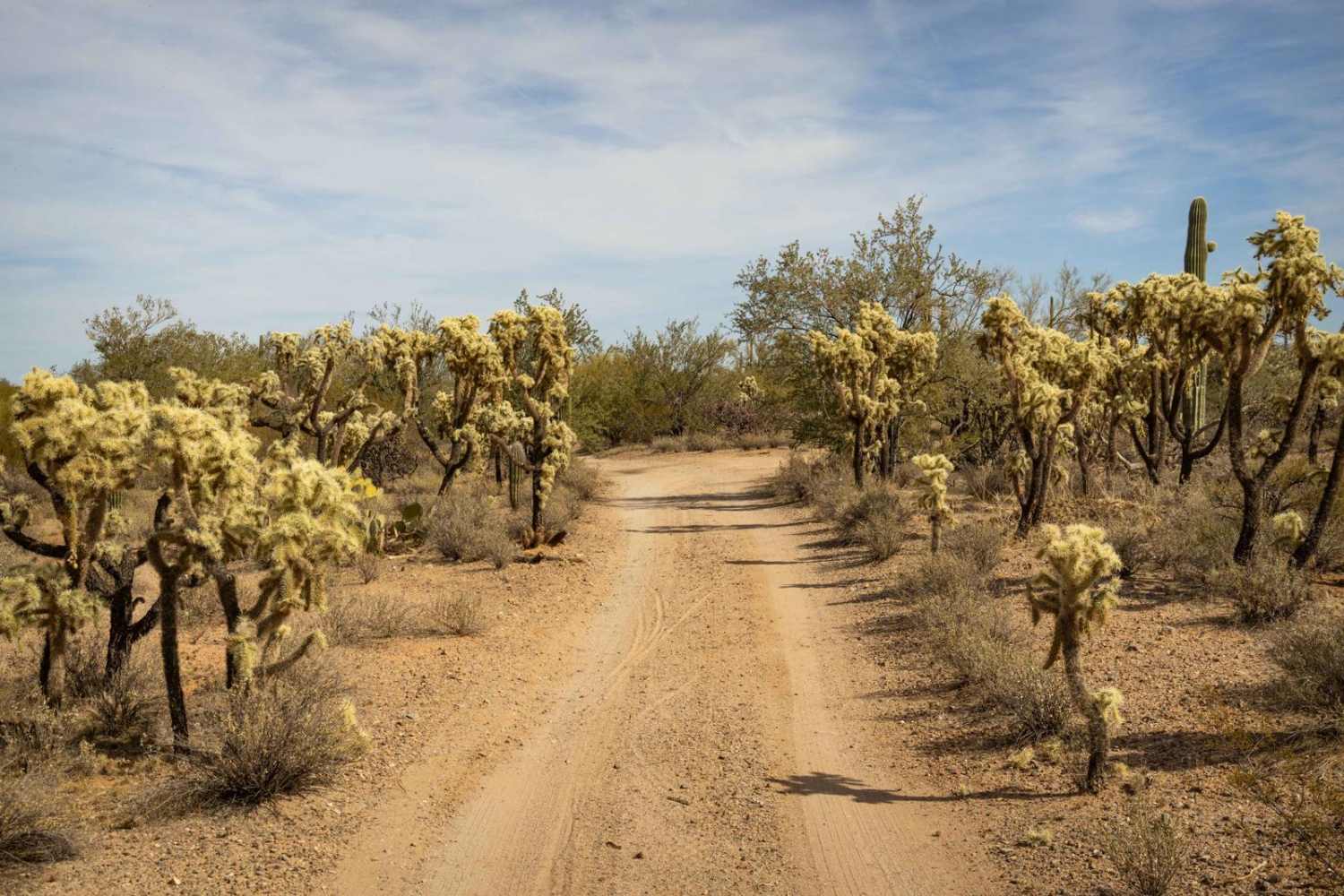 South Pygmy Owl Trail