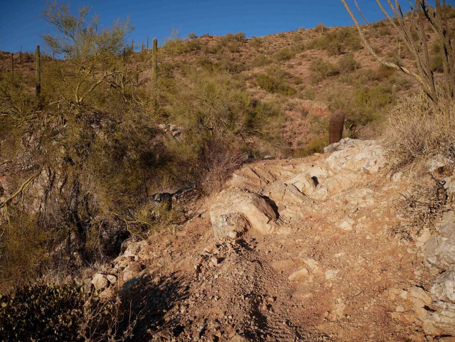 North Castle Singletrack 