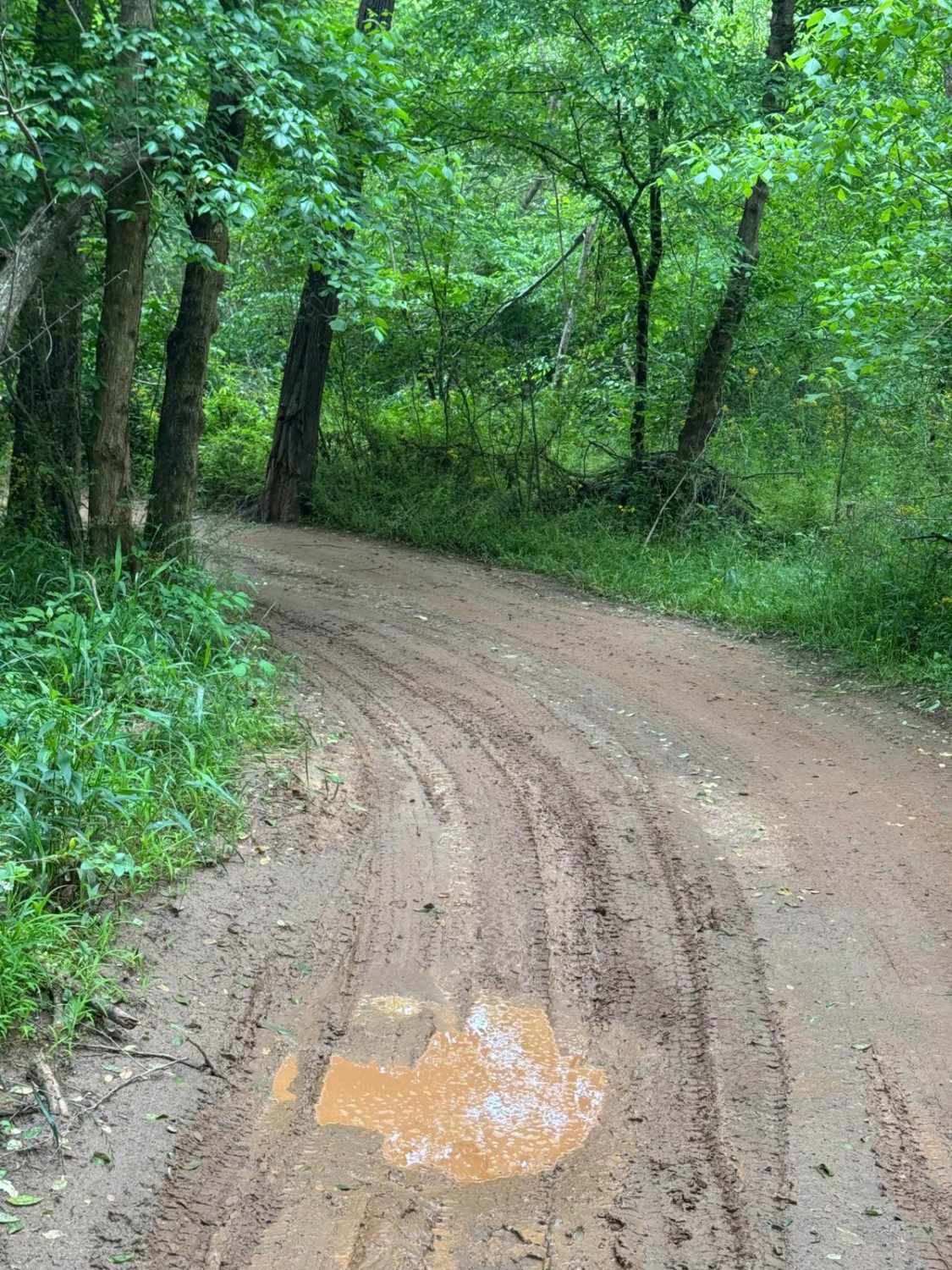 Campsite Road South Carolina - D09362e3 A15b 48dc 9e29 Df313e504250