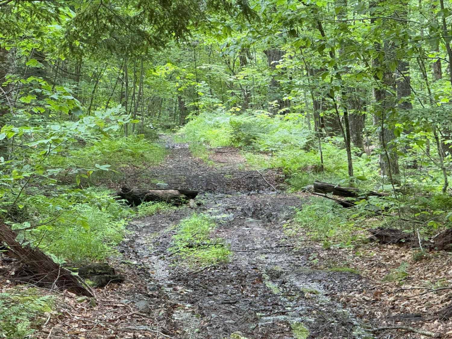 Berry Hill to Old Country Road Loop