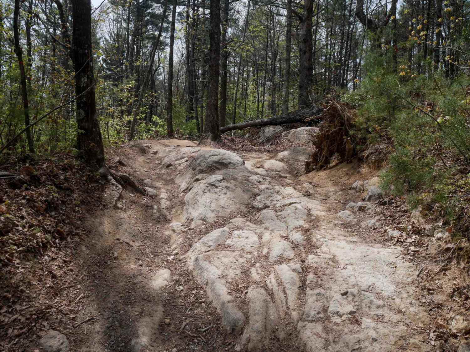 Trail 4 Kirby's Loop
