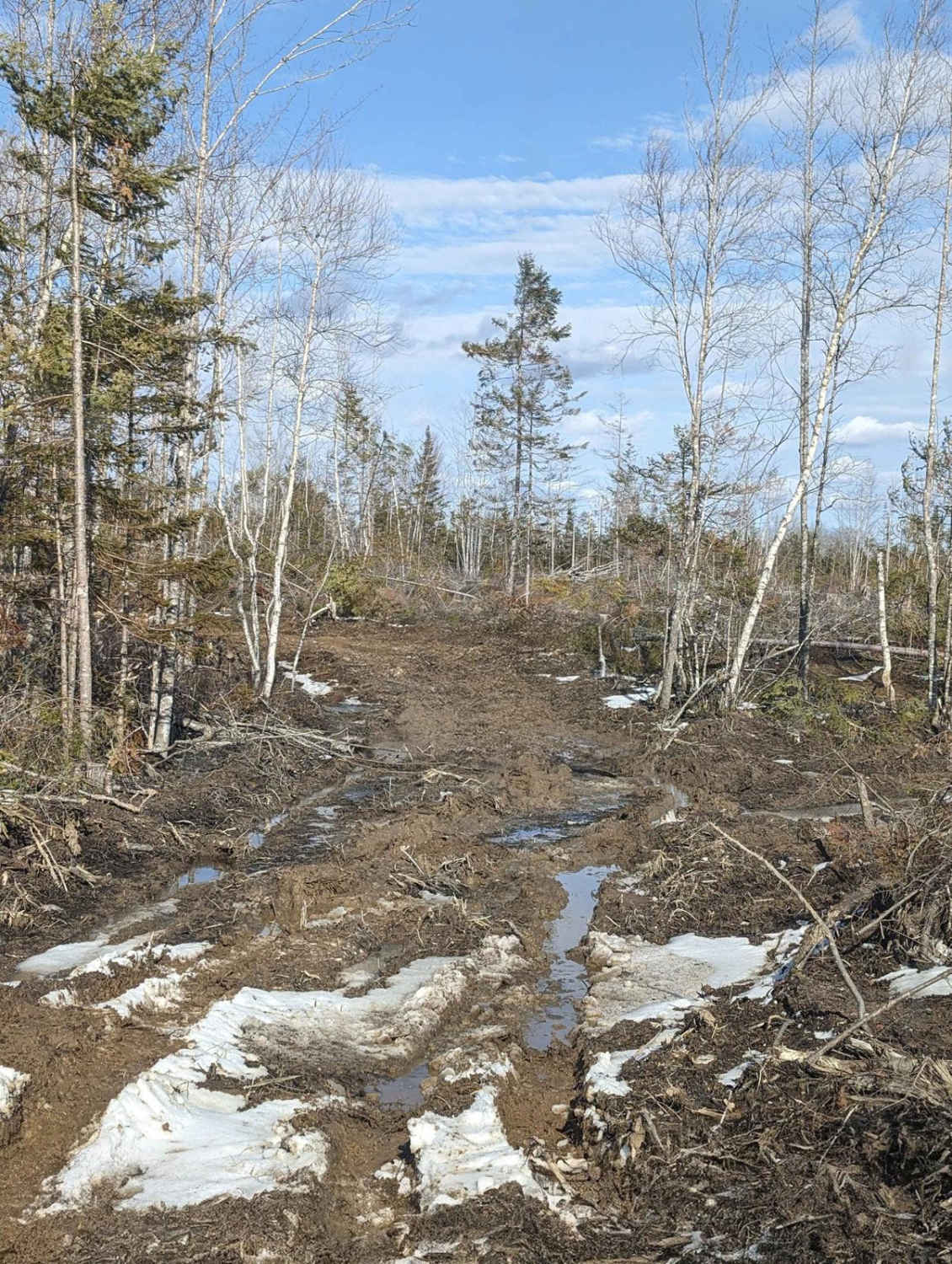 Douglas Clearcut