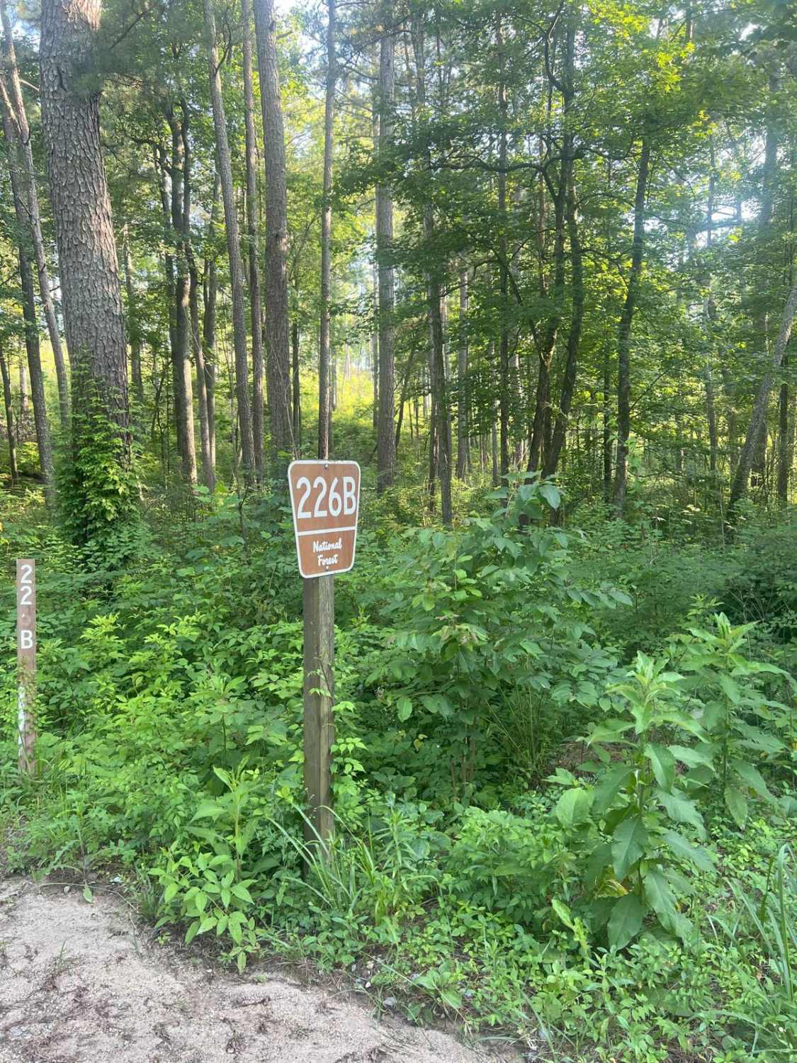 Dry Cr Branch B - Forest Road 226B