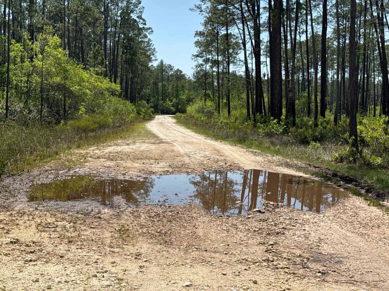 Natural Area - Osceola NF 277